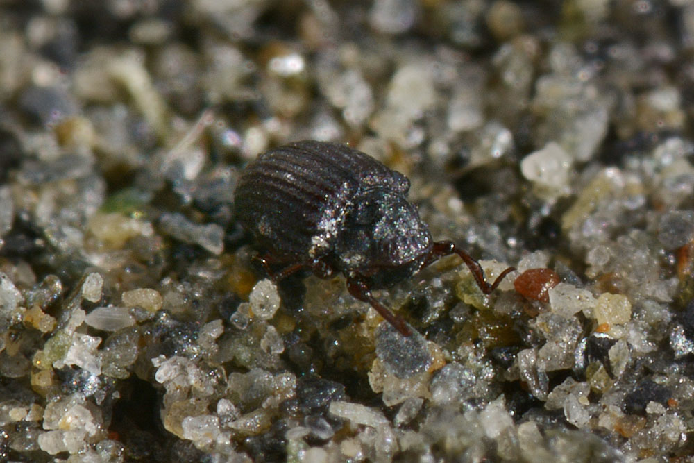 Georissidae?  S !!! Georissus laesicollis